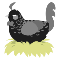 Damien, a sable and grey chicken with a half-lace pattern