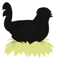 A black chicken with a speckle pattern