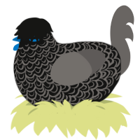 A black and grey chicken with a double-lace pattern