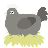 Silver, a ash and grey chicken
