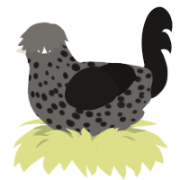A grey and sable chicken with a speckle pattern