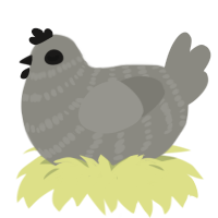 A ash chicken with a bar pattern