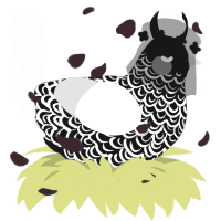 A black and mist chicken with a double-lace pattern