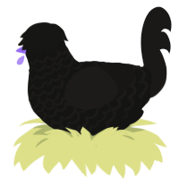 A black and sable chicken with a lace pattern