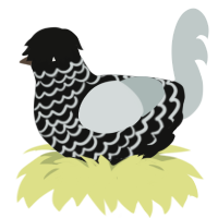 A black and silver chicken with a lace pattern