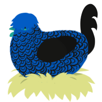 Mic, a ultramarine and black chicken with a double-lace pattern