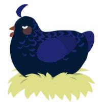 A tumblr and navy chicken with a half-lace pattern