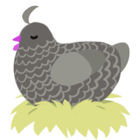 A grey and ash chicken with a lace pattern