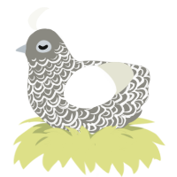 A ash and white chicken with a double-lace pattern
