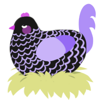 A sable and lilac chicken with a lace pattern