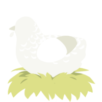 A white chicken with a half-lace pattern