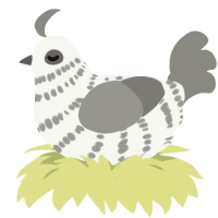 A white and ash chicken with a bar pattern