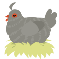 A ash chicken with a bar pattern