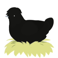 A black chicken with a head pattern