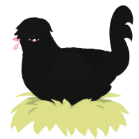 A black chicken with a lace pattern