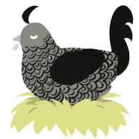A ash and black chicken with a double-lace pattern