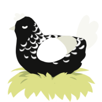 Midnight, a black and white chicken with a half-lace pattern