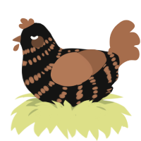 A black and brown chicken with a bar pattern