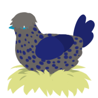Midnite, a grey and navy chicken with a speckle pattern