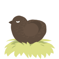 A bark chicken with a half-lace pattern