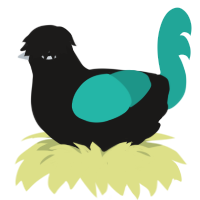 Gem Silica, a sable and turquoise chicken