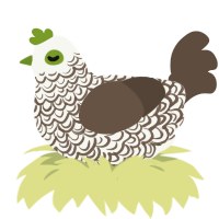 A white and bark chicken with a double-lace pattern