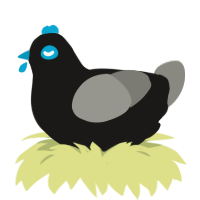 Blueberry, a sable and ash chicken