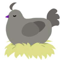 A ash and grey chicken