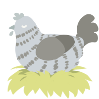 A mist and ash chicken with a bar pattern