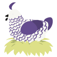 Casta, a white and overcast chicken with a lace pattern