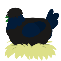A sable and tumblr chicken with a head pattern