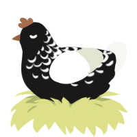 chalk jr, a sable and white chicken with a half-lace pattern