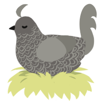 A grey and ash chicken with a double-lace pattern