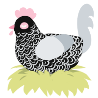 A black and mist chicken with a double-lace pattern