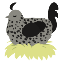 Mizar, a ash and sable chicken with a speckle pattern