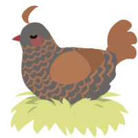 A grey and brown chicken with a lace pattern