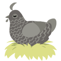A grey and ash chicken with a lace pattern