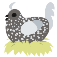 A grey and mist chicken with a speckle pattern