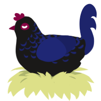 A sable and navy chicken with a half-lace pattern