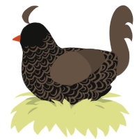 A black and bark chicken with a double-lace pattern