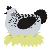 A mist and sable chicken with a half-lace pattern