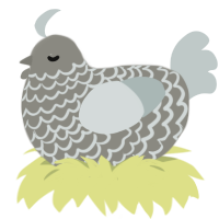 Malik, a ash and silver chicken with a lace pattern