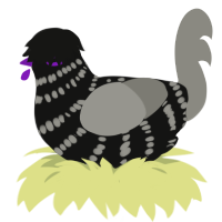 A black and ash chicken with a bar pattern