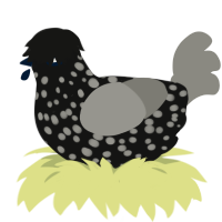 A black and ash chicken with a speckle pattern