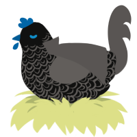 A black and grey chicken with a double-lace pattern