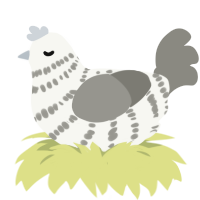 A white and ash chicken with a bar pattern