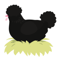 black pepper, a black and sable chicken with a neck-speckle pattern