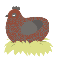 A russet and grey chicken with a double-lace pattern