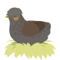 A grey and bark chicken with a half-lace pattern