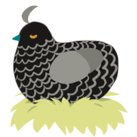 Coal, a sable and ash chicken with a lace pattern